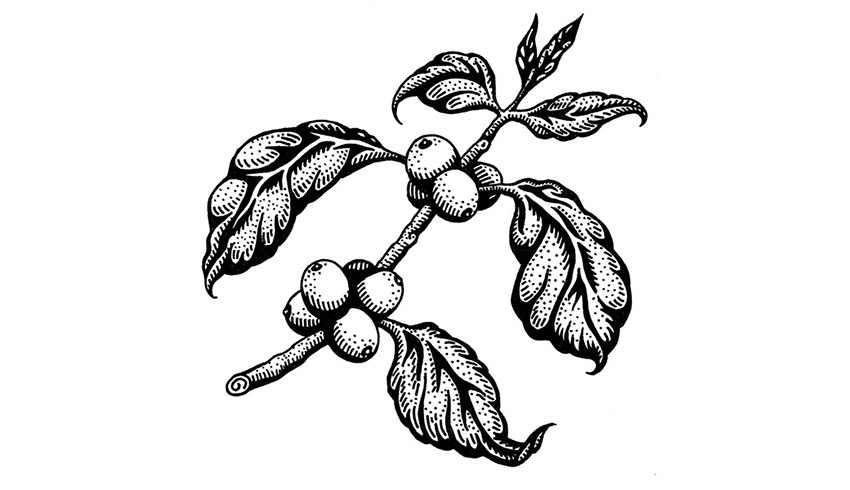 Coffee Plant Drawing at GetDrawings | Free download