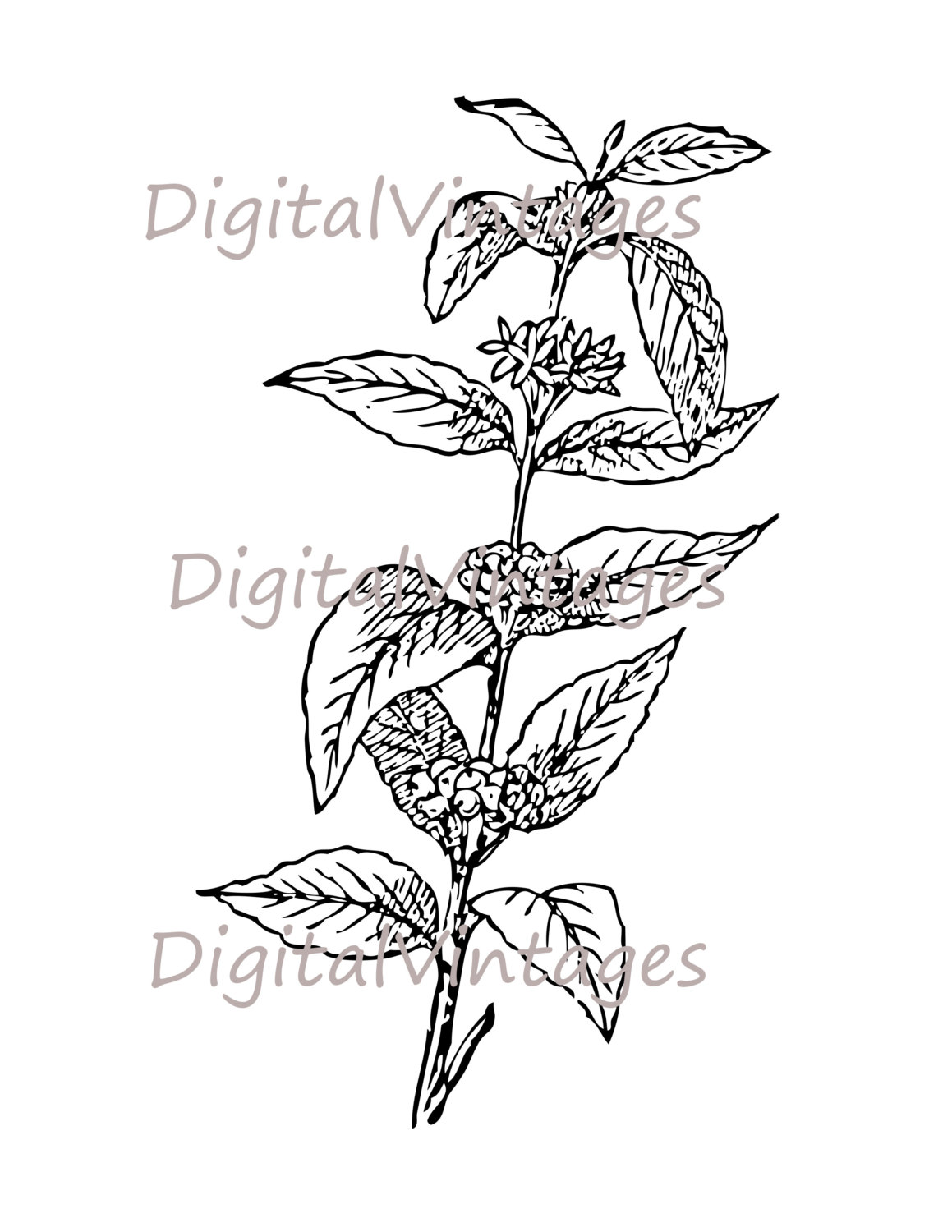 Coffee Plant Drawing at GetDrawings | Free download