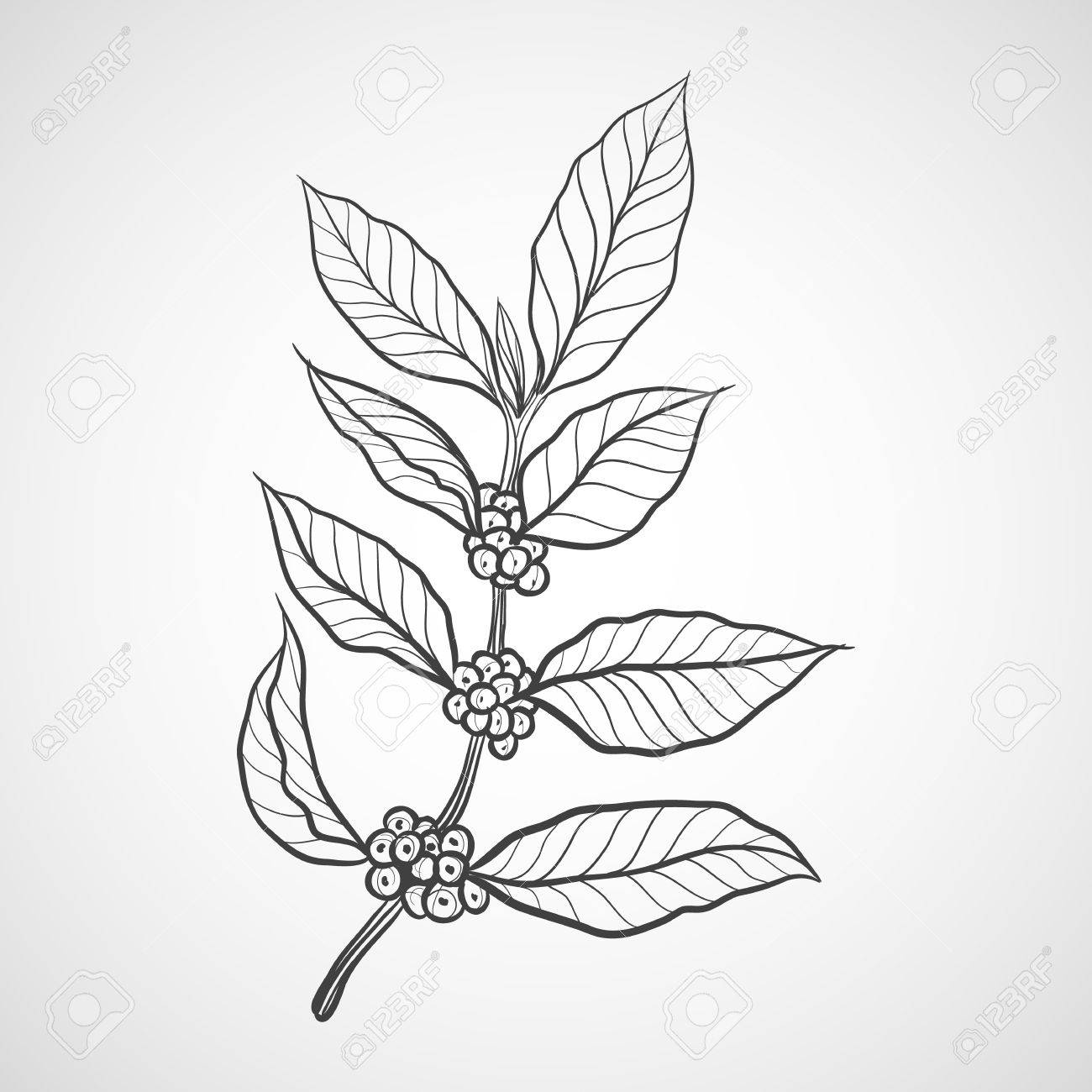 Coffee Plant Drawing at GetDrawings | Free download