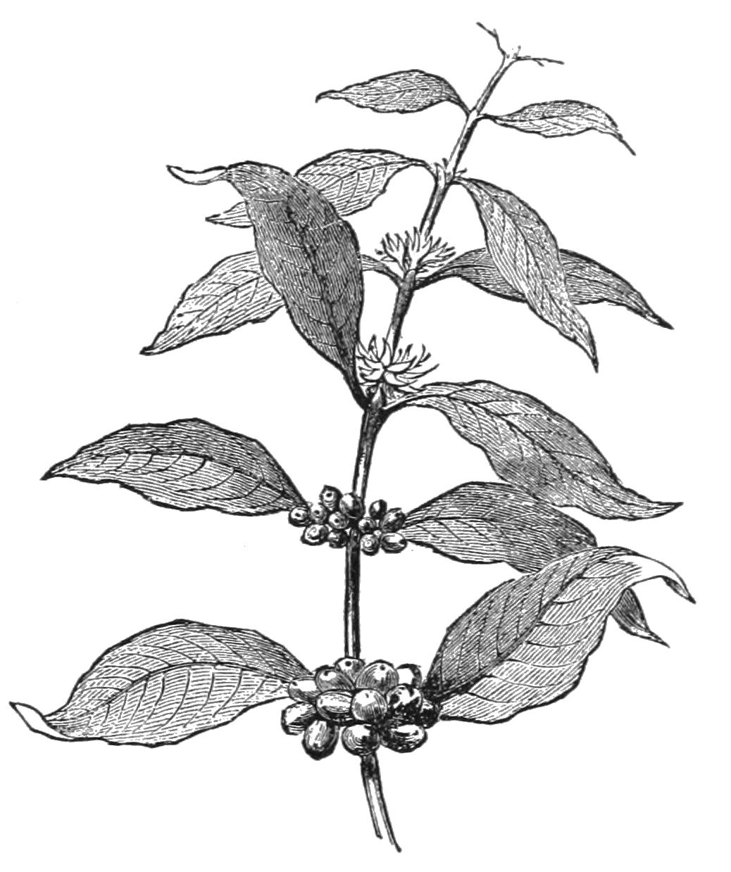 Coffee Plant Drawing at GetDrawings | Free download