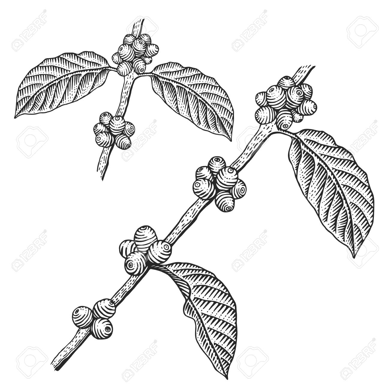 Coffee Plant Drawing at GetDrawings | Free download