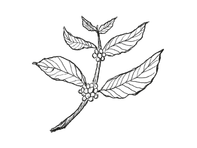 Coffee Plant Drawing at GetDrawings | Free download