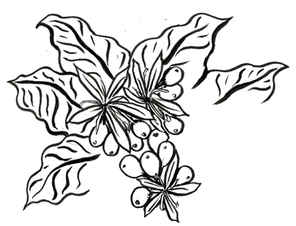 Coffee Plant Drawing at GetDrawings | Free download