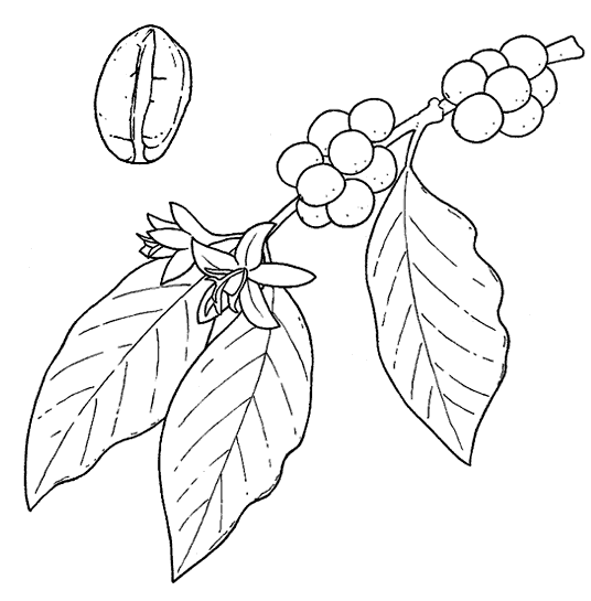 Coffee Plant Drawing