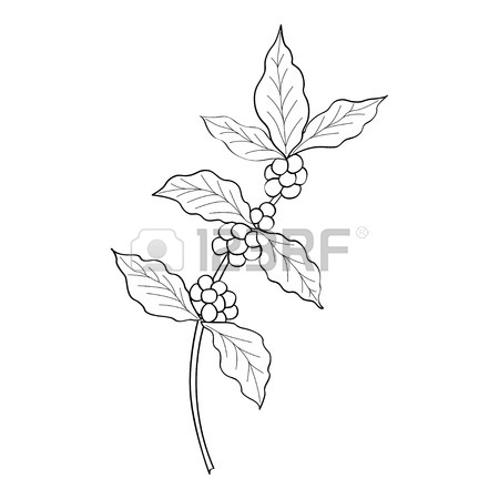 Coffee Plant Drawing at GetDrawings | Free download