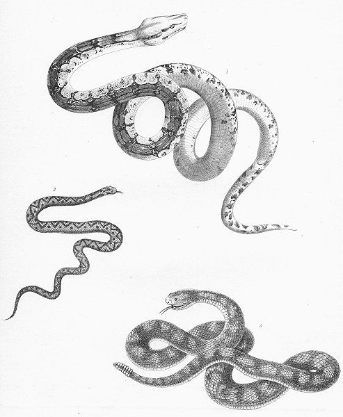 Coiled Snake Drawing At Getdrawings 