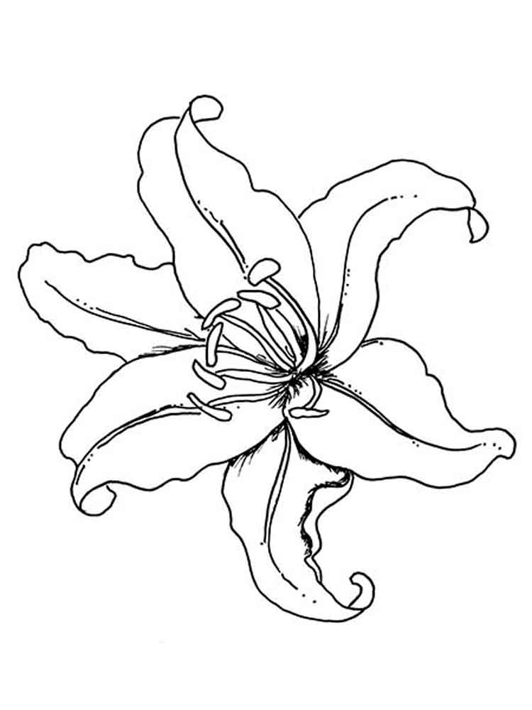 Lily Flower Coloring Pages Columbine Outline Drawing Tattoo Flowers Printab...