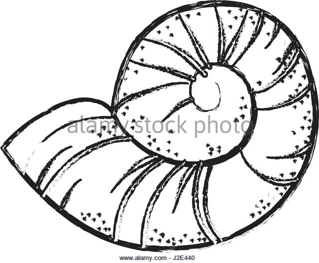 Conch Drawing at GetDrawings | Free download