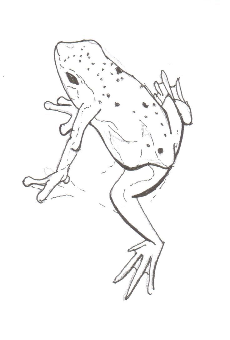 Coqui Frog Drawing.