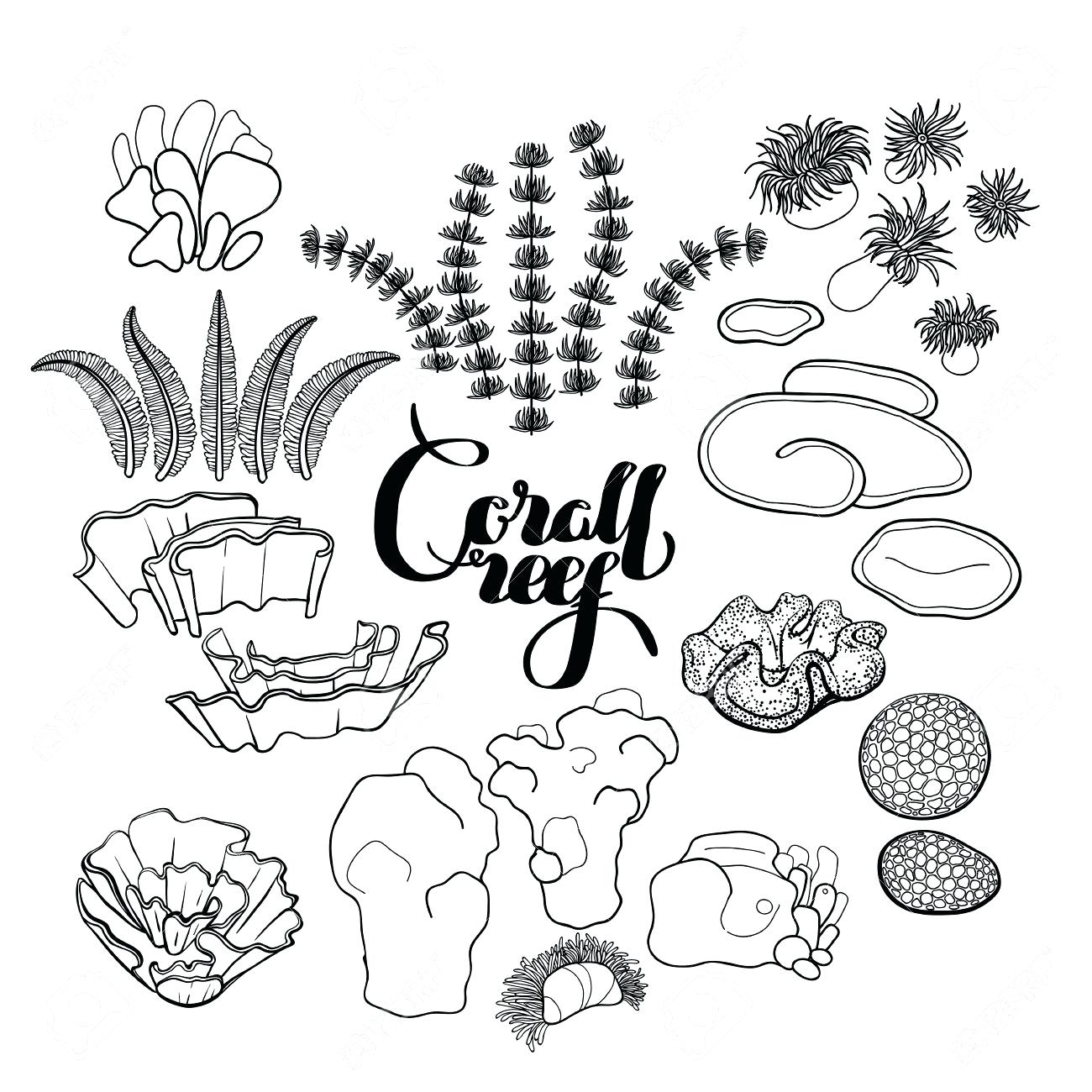 Coral Cartoon Drawing at GetDrawings | Free download