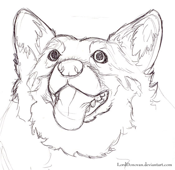 Corgi Drawing at GetDrawings | Free download