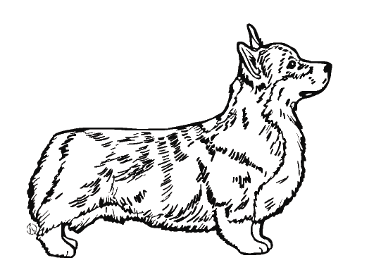 Corgi Line Drawing At Getdrawings 