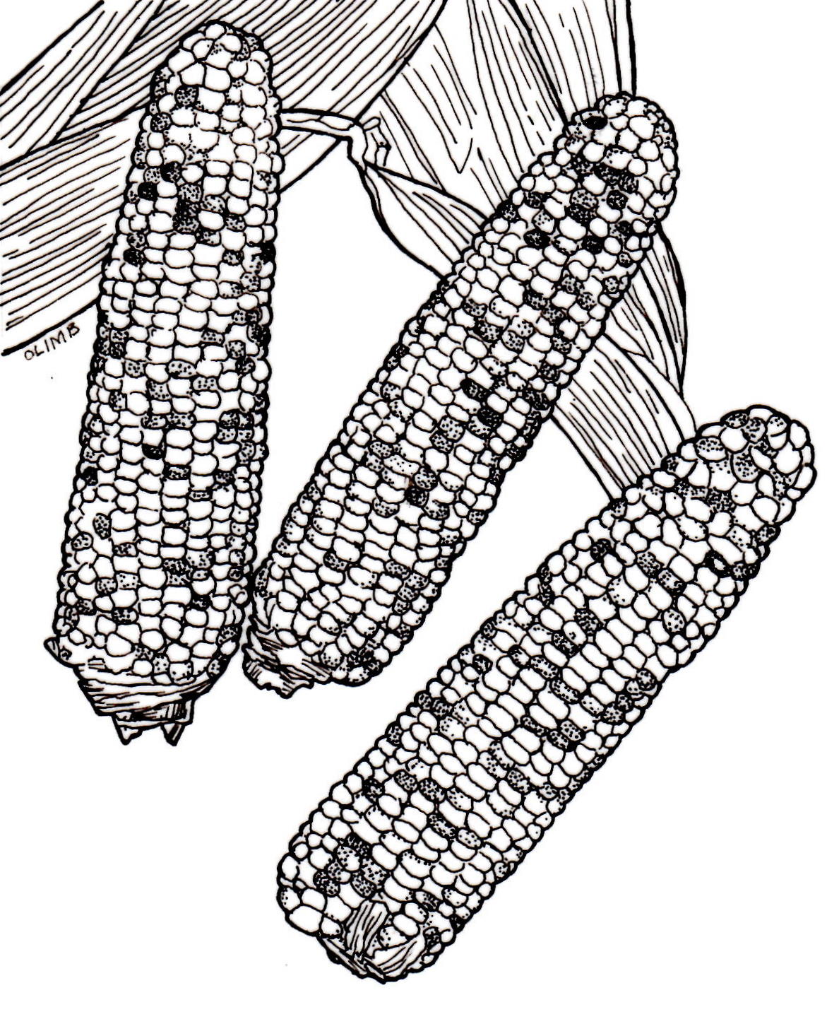 Corn Cob Drawing at GetDrawings Free download