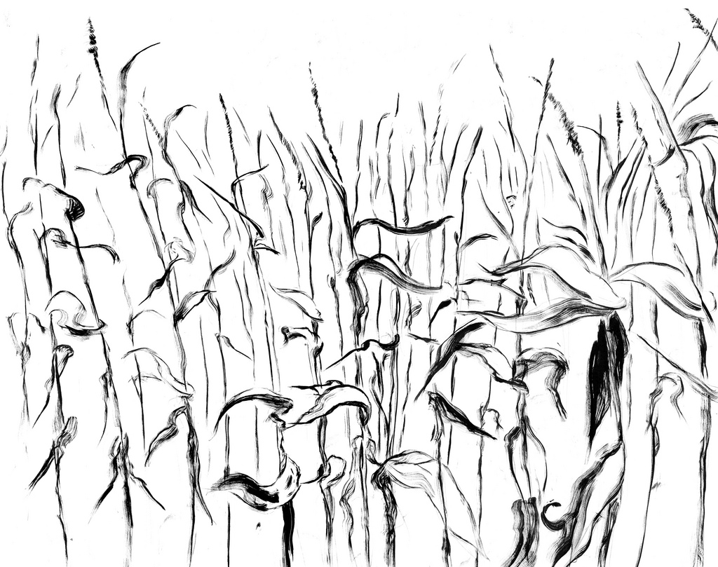 Corn Field Drawing at GetDrawings Free download
