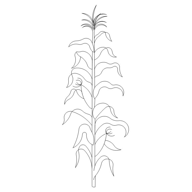 Corn Stalk Drawing at GetDrawings Free download