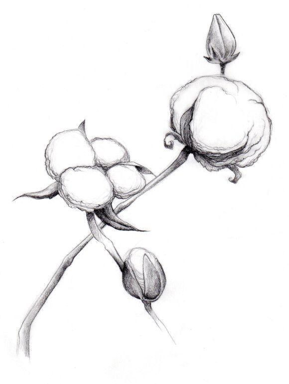 Cotton Plant Drawing at GetDrawings | Free download