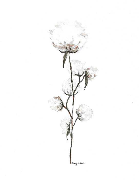 Cotton Plant Drawing at GetDrawings | Free download