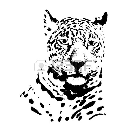 Cougar Drawing at GetDrawings | Free download