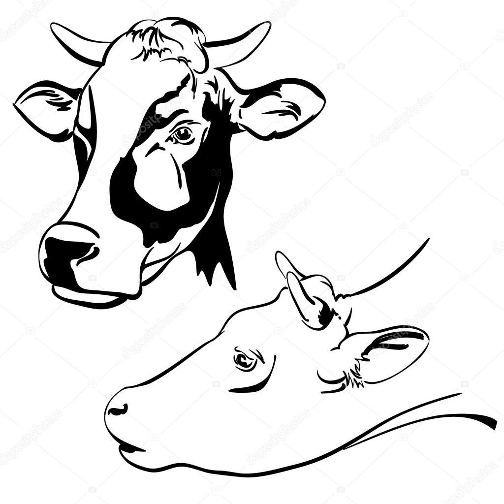 Голова коровы с боку