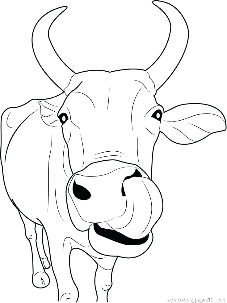 Cow Calf Drawing at GetDrawings | Free download