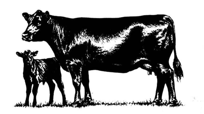 Cow Calf Drawing at GetDrawings | Free download