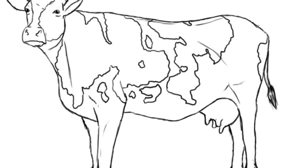 Cows Drawing at GetDrawings | Free download