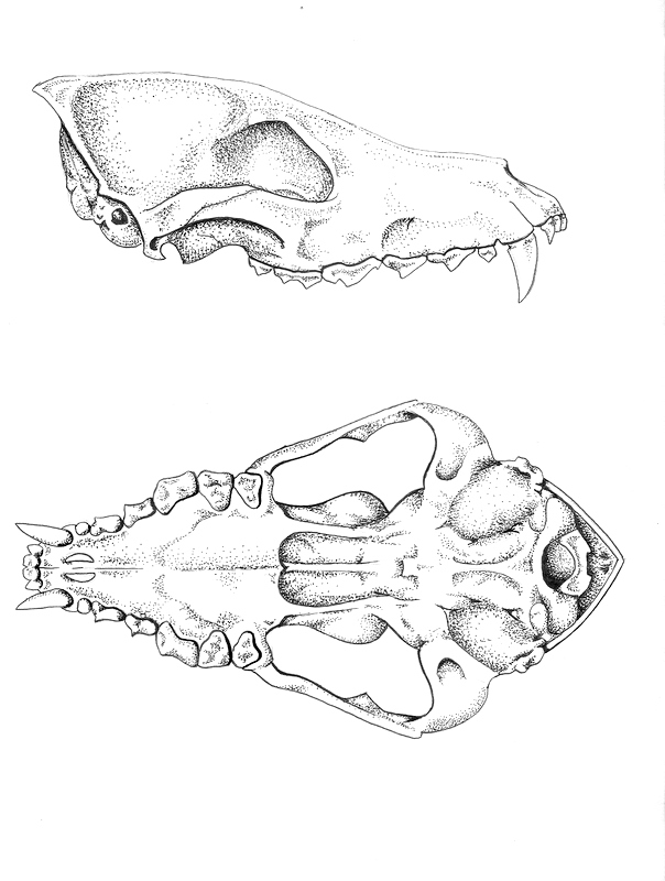 coyote skull sketch