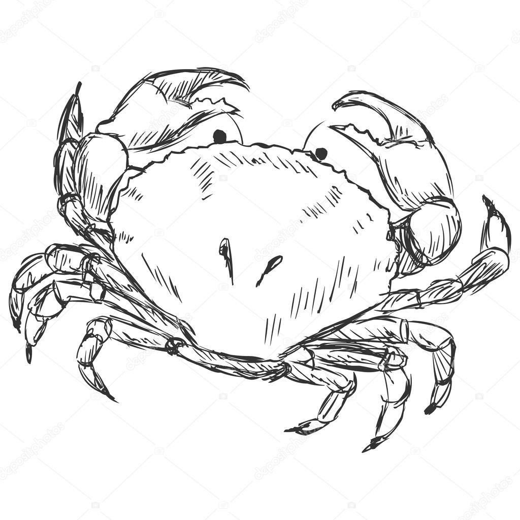 Crab Drawing Images at GetDrawings Free download