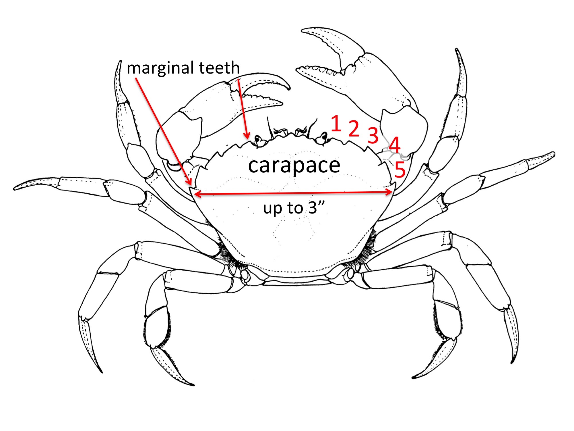 Crab Line Drawing.