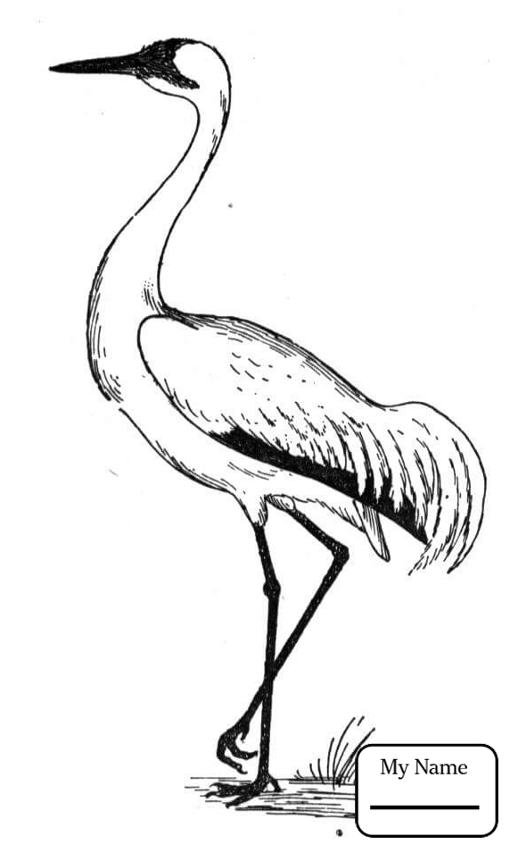 Crane Bird Drawing At Getdrawings 