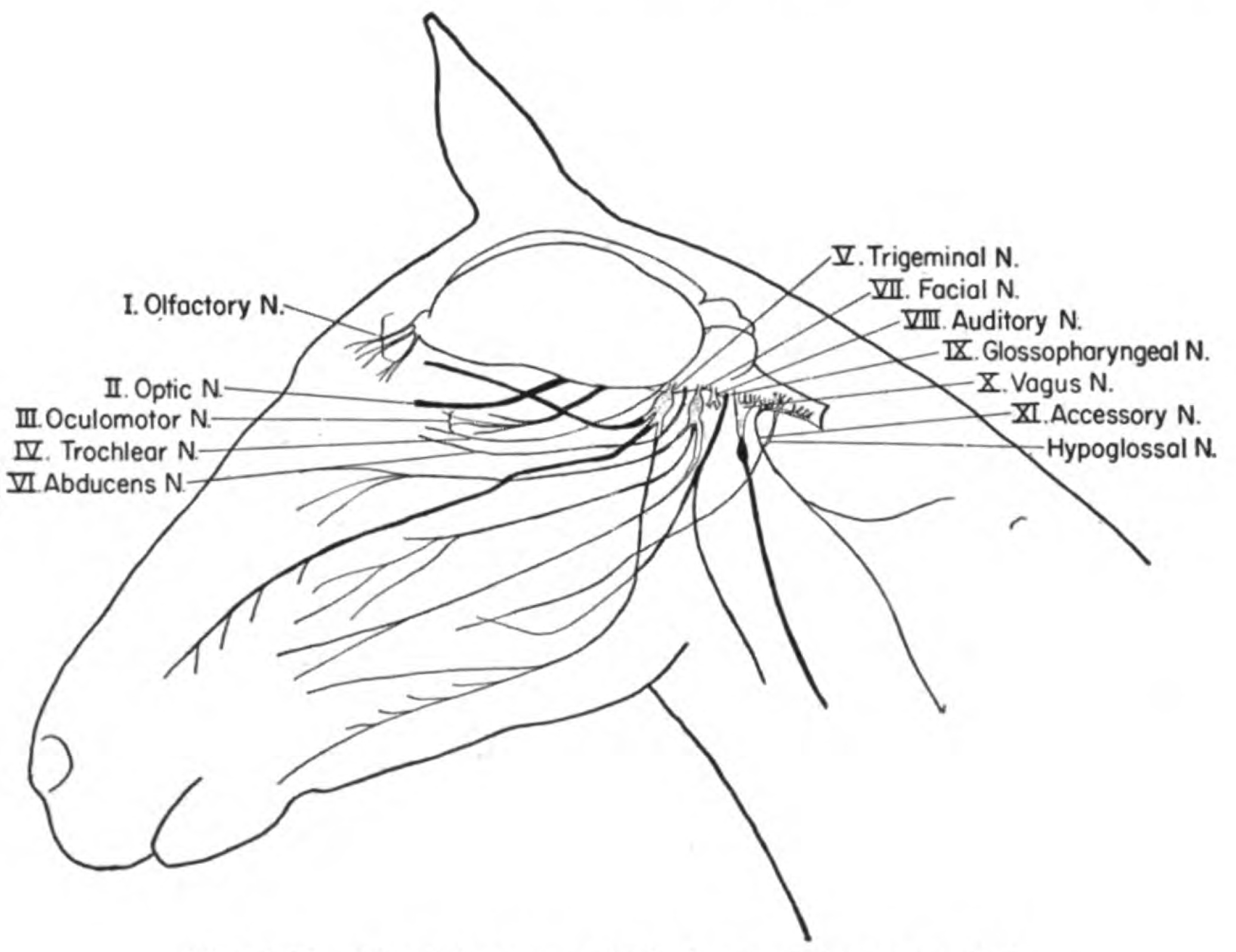 Cranial Nerves Drawing at GetDrawings | Free download