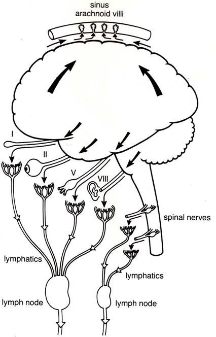 Cranial Nerves Drawing at GetDrawings | Free download