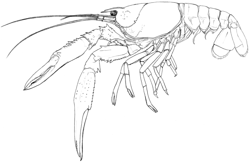 Crayfish Drawing at GetDrawings | Free download