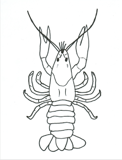 Crayfish Drawing at GetDrawings | Free download