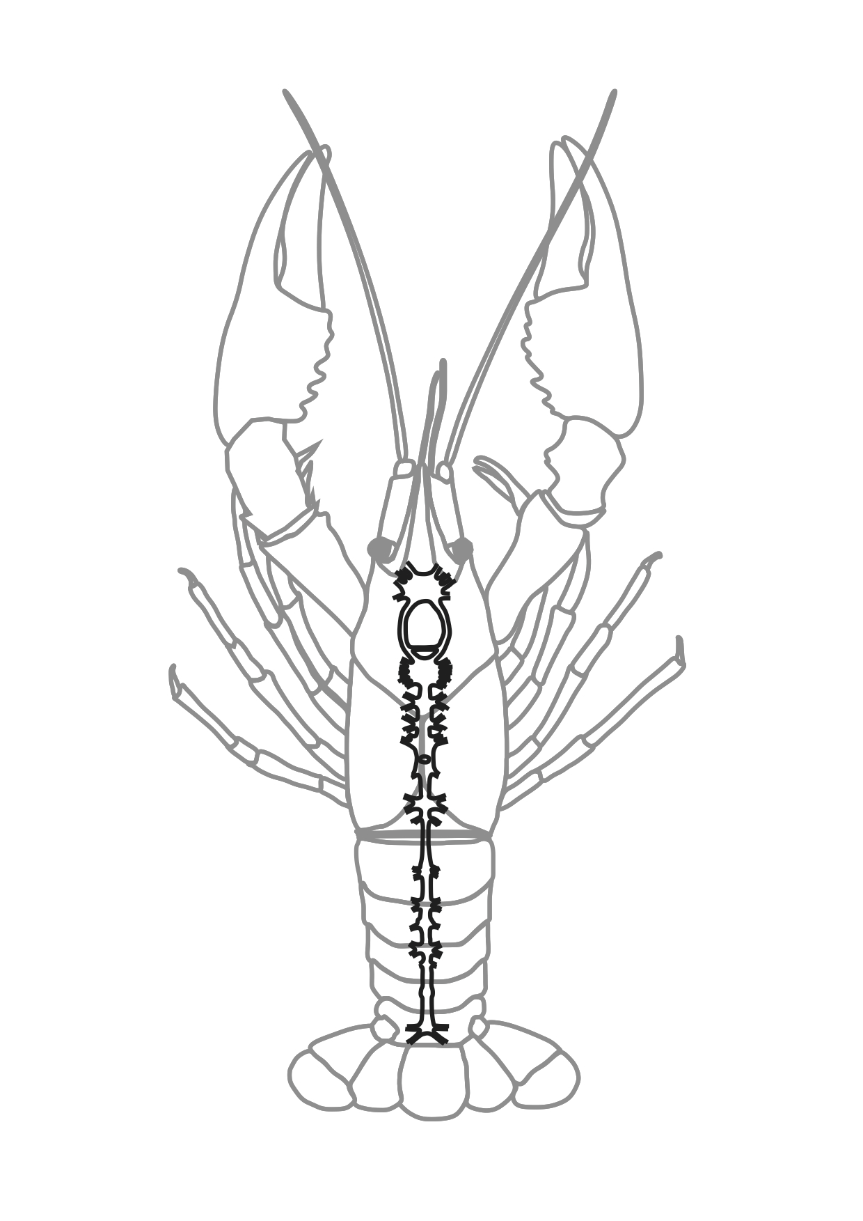 Crayfish Drawing at GetDrawings | Free download