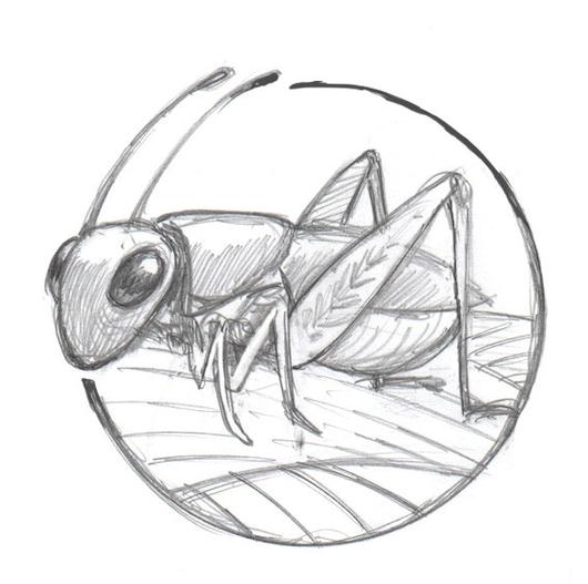 Cricket Insect Drawing at GetDrawings Free download