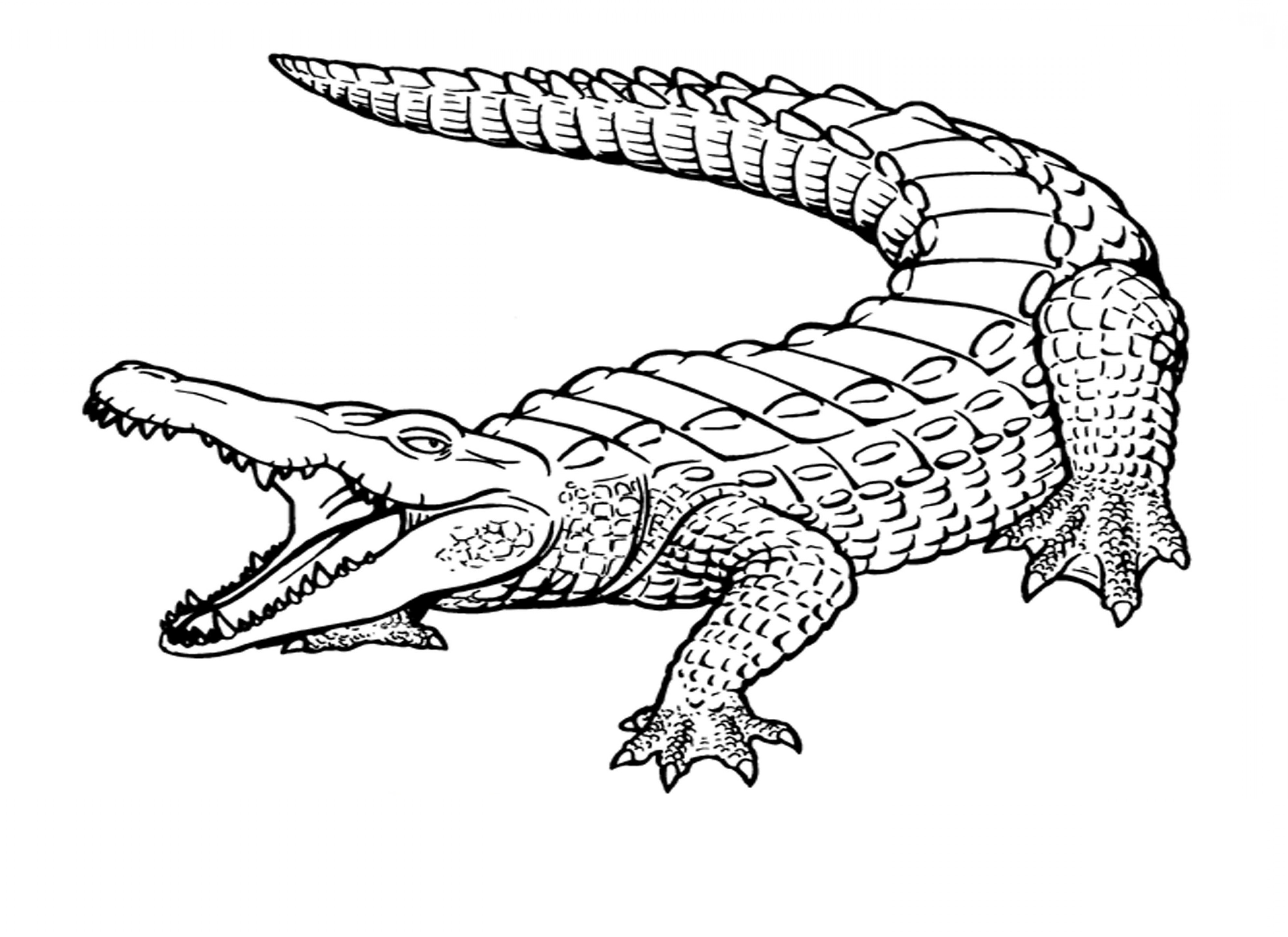 Crocodile Skeleton Drawing Sketch Coloring Page