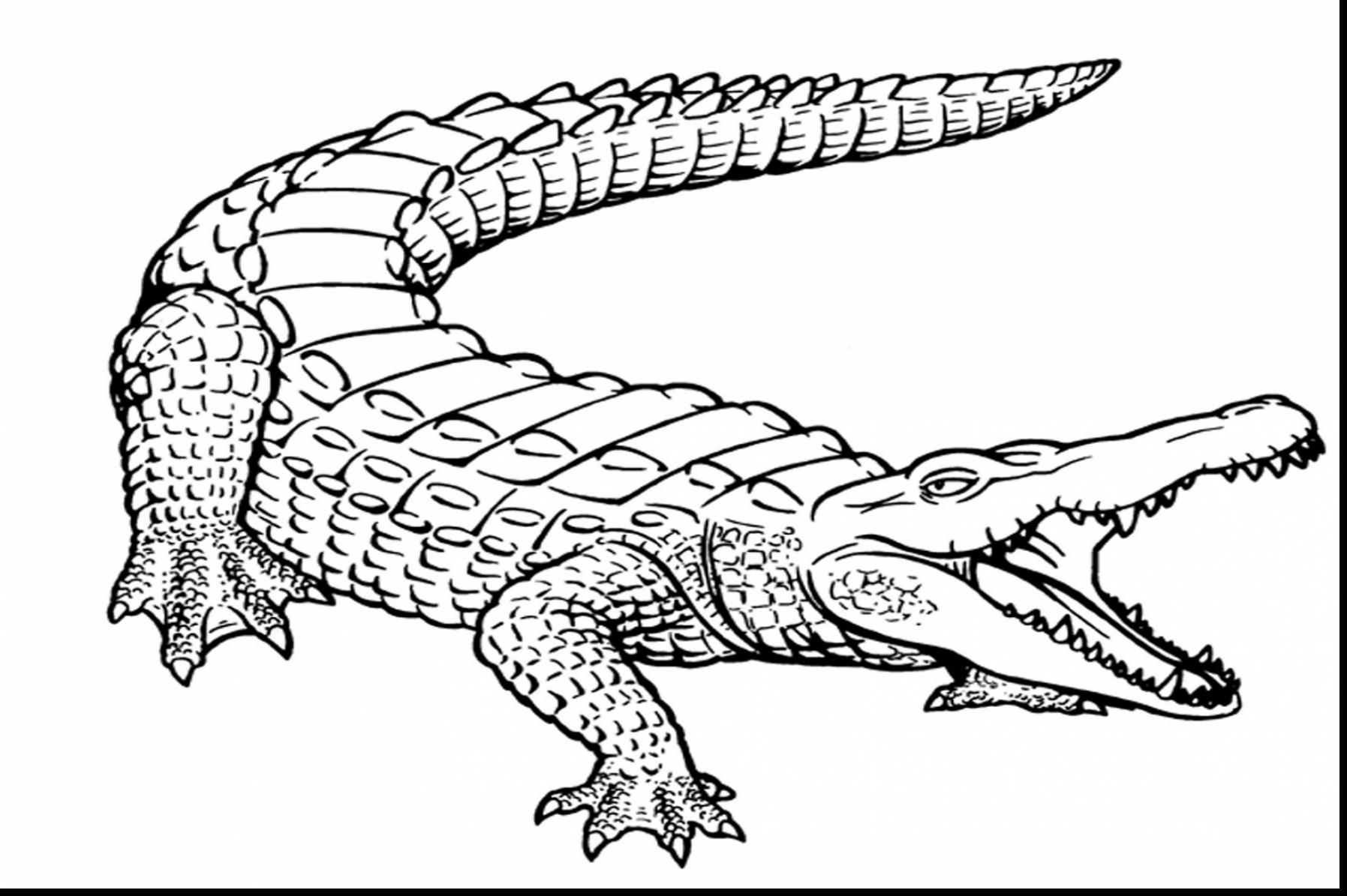 Crocodile Line Drawing at GetDrawings | Free download