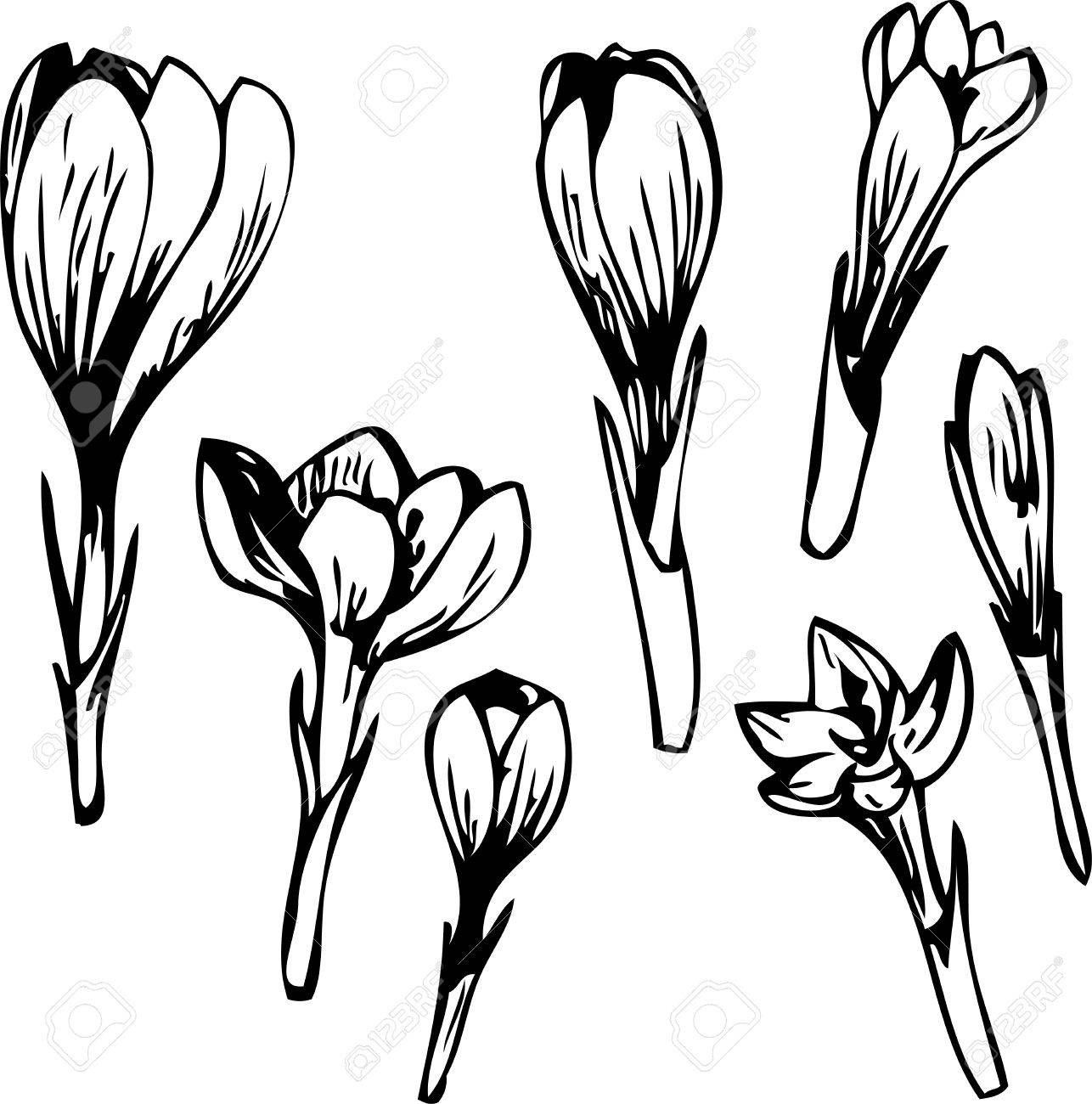 Crocus Drawing at GetDrawings Free download