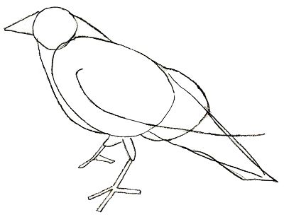 Crow Bird Drawing at GetDrawings | Free download