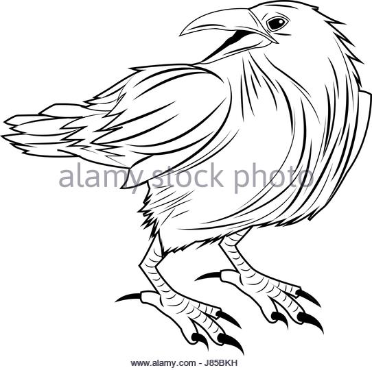 Crow Line Drawing at GetDrawings | Free download