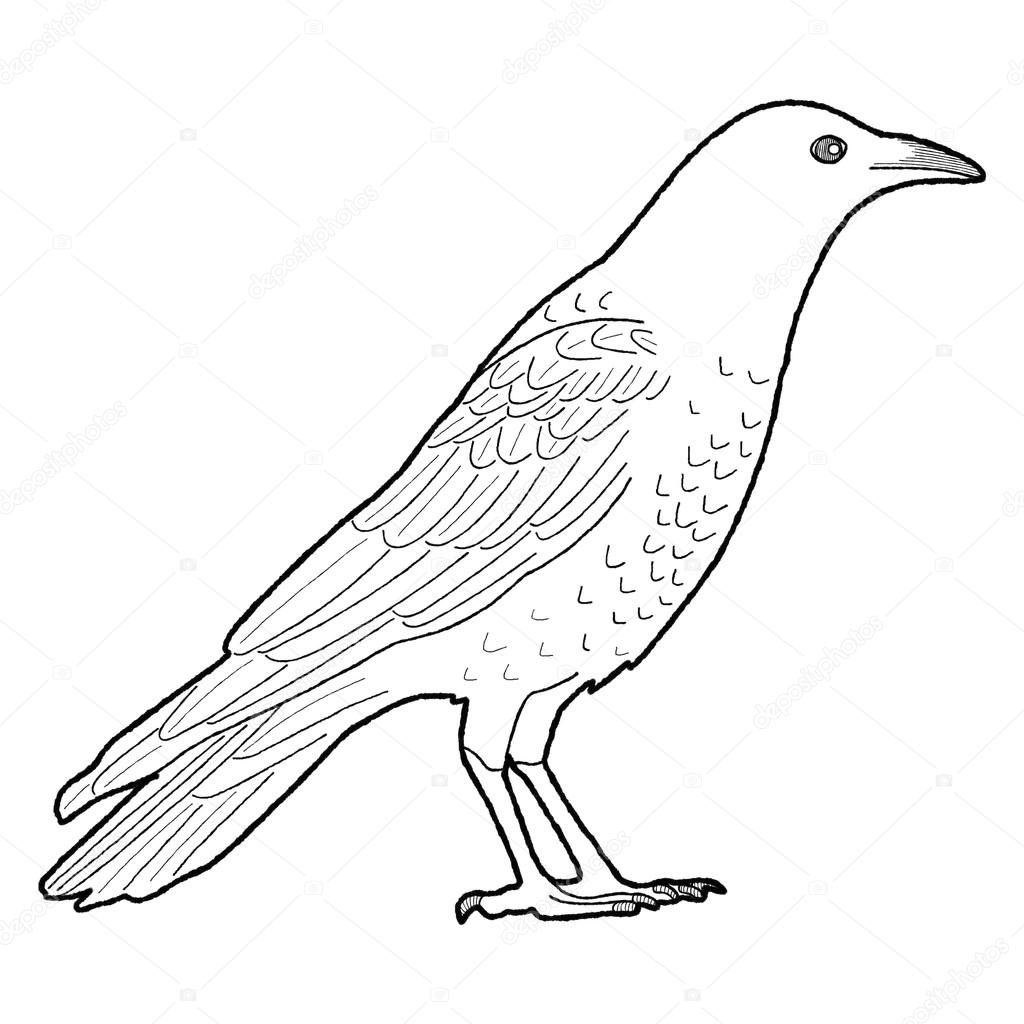 Crow Line Drawing at GetDrawings Free download