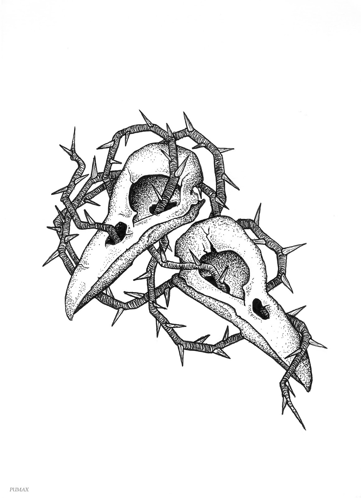 crow skull sketch frontal view