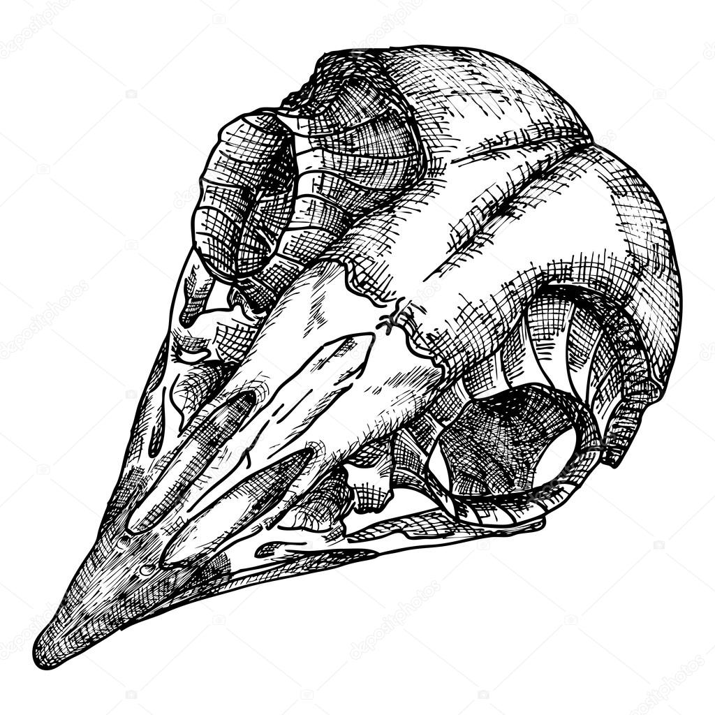 Crow Skull Drawing at GetDrawings | Free download