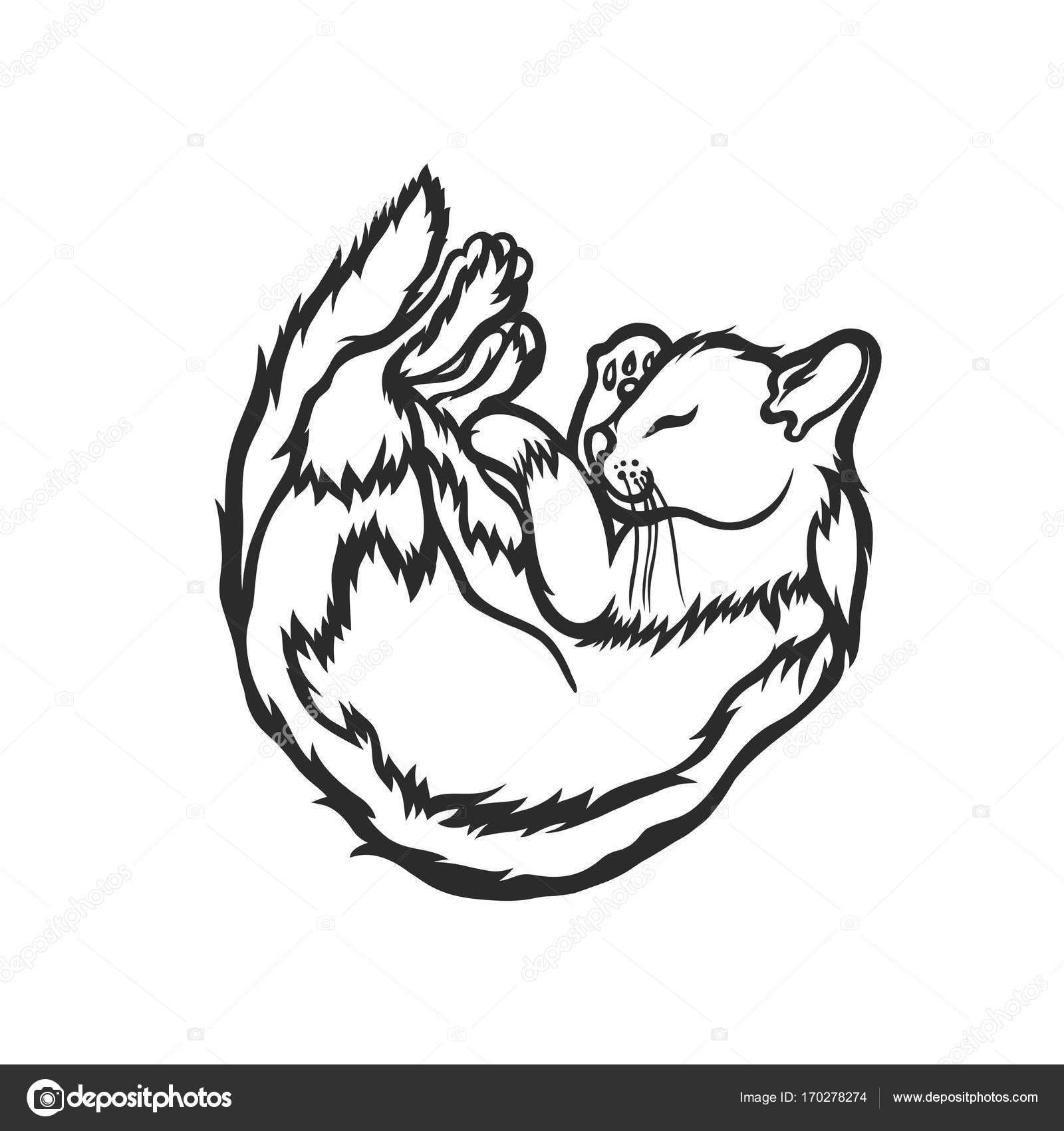 Curled Up Cat Drawing at GetDrawings Free download