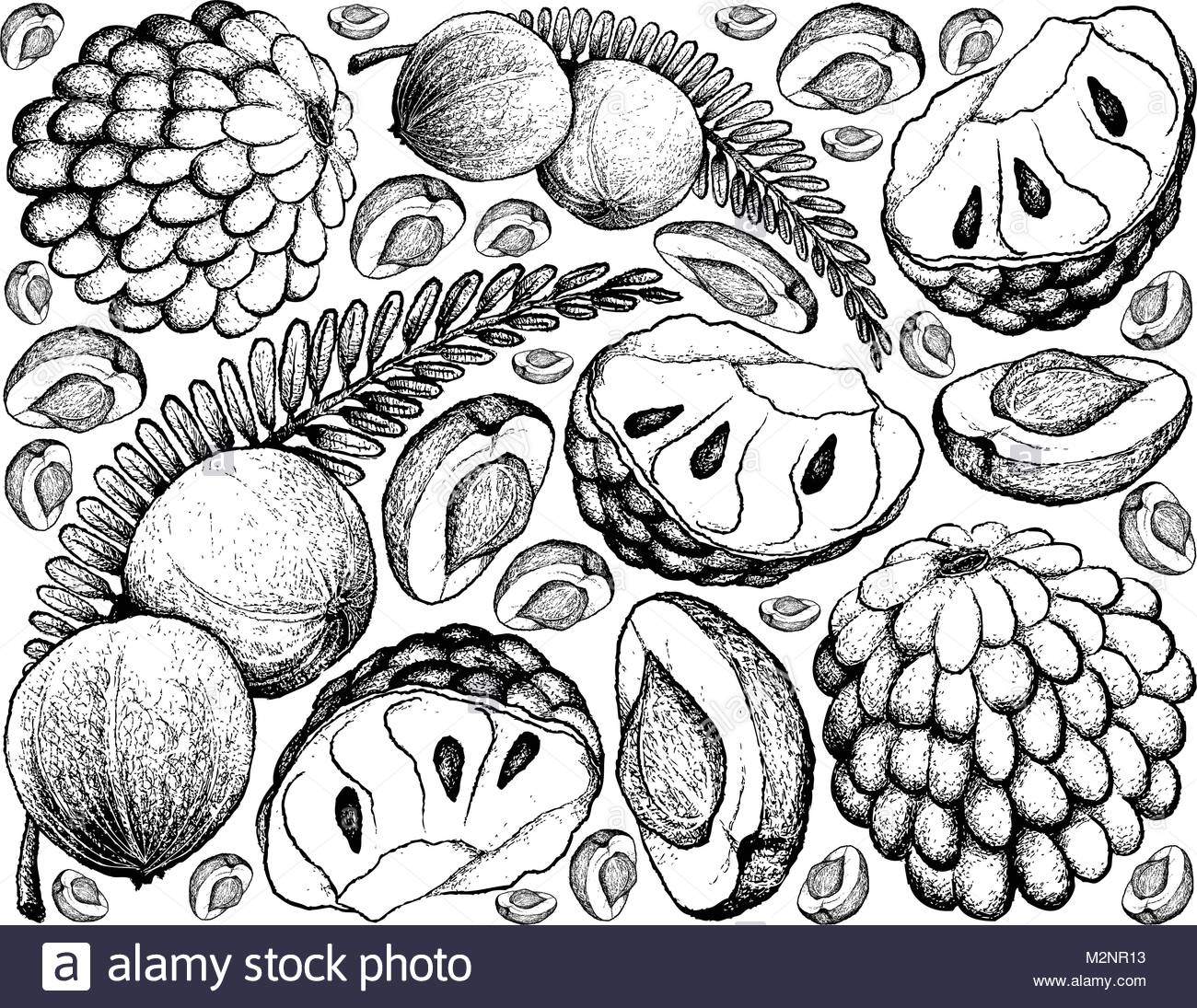 Custard Apple Drawing at GetDrawings | Free download