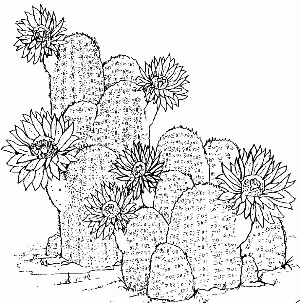 Cute Cactus Drawing at GetDrawings | Free download