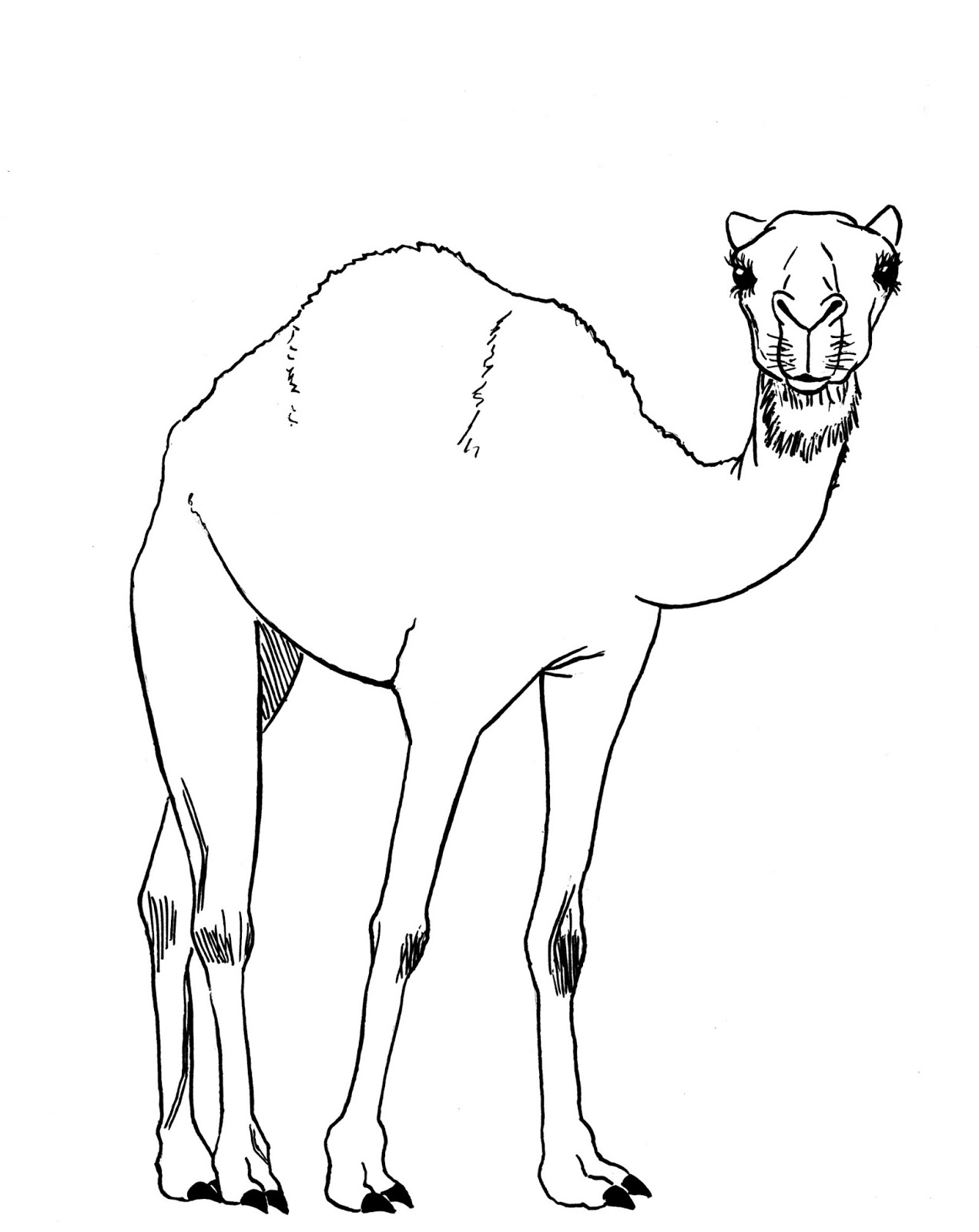 Рисование верблюда