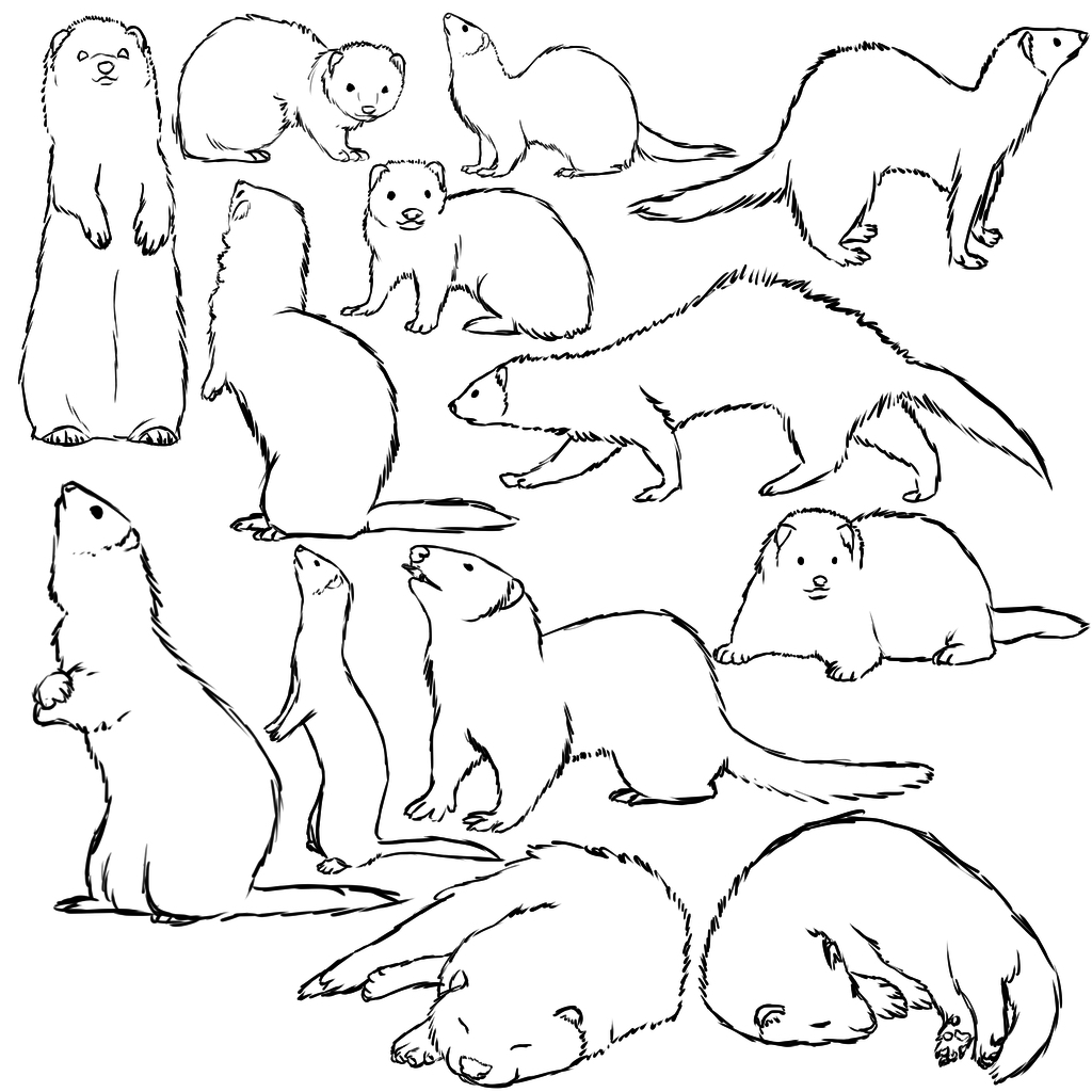 Cute Ferret Drawing at GetDrawings | Free download