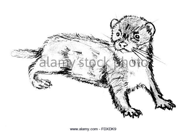 Cute Ferret Drawing at GetDrawings | Free download